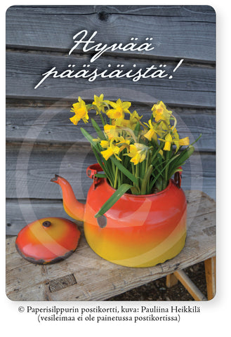 Narsissikahvipannu, postikortti (pääsiäinen
