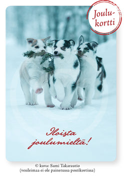 Kolme koiranpentua ja jouluhavu, joulupostikortti