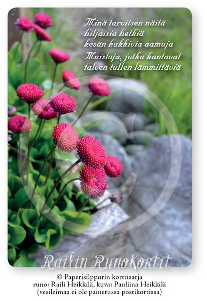 Kaunokainen, bellis kukkii, Railin Runokortti -postikortti