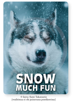 Lumihusky, SNOW MUCH FUN -postikortti