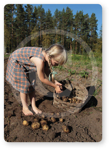 Torpan tyttö nostaa perunaa, Torpan Tarinat® -postikortti A6, 10 kpl